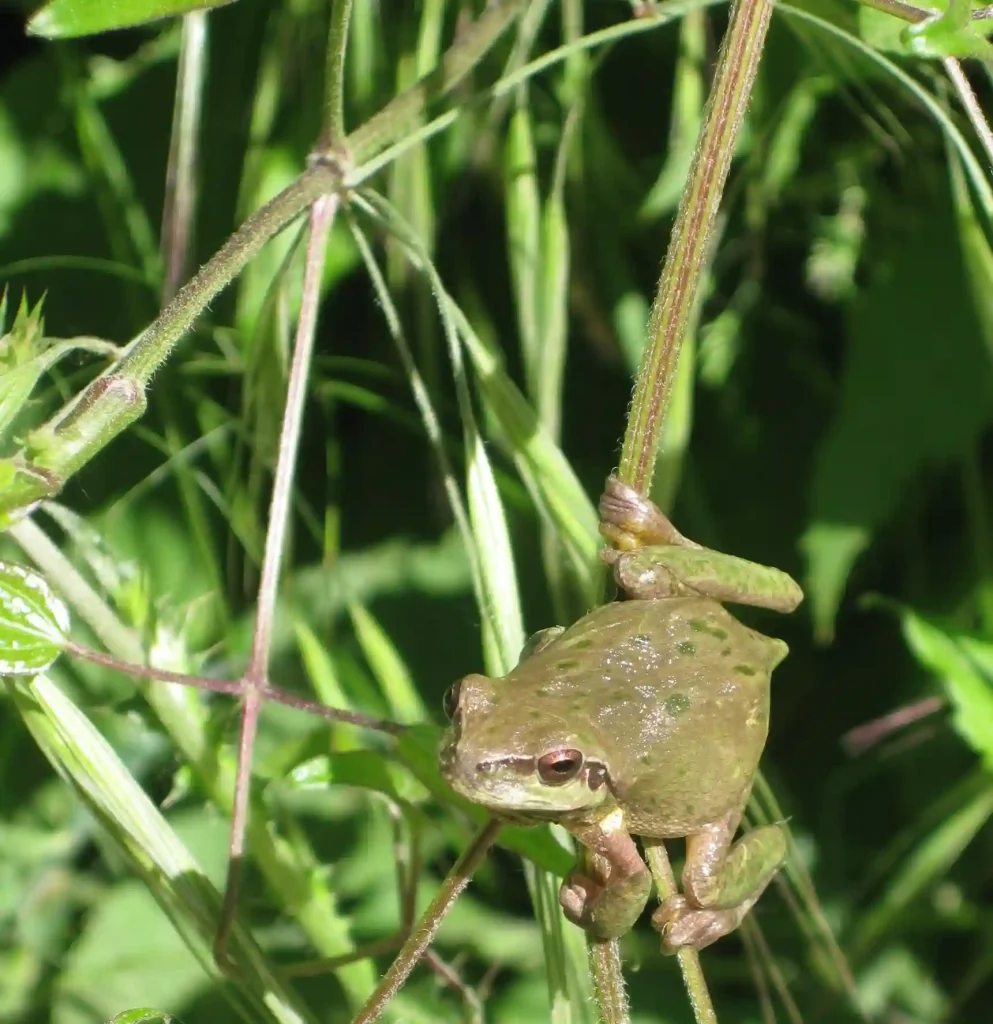 Aventura en Barcelona Collserola: Naturaleza e Historia