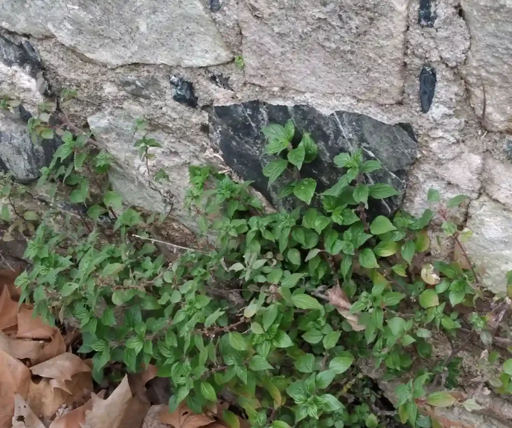 Aventura en Barcelona Collserola: Naturaleza e Historia